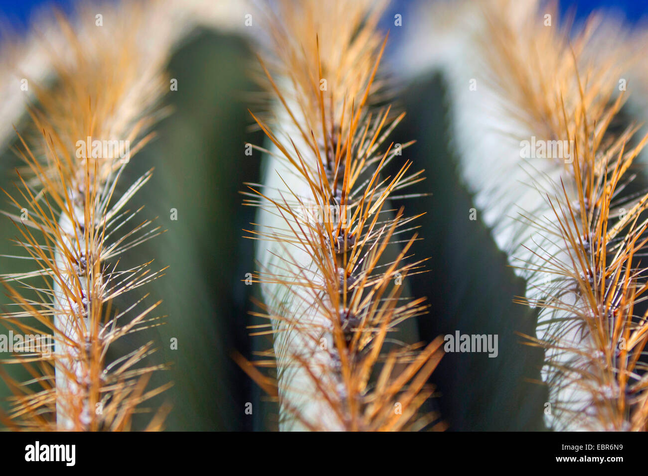 Saguaro-Kaktus (Carnegiea Gigantea, Cereus Giganteus), Rippen mit Stacheln, USA, Arizona Stockfoto