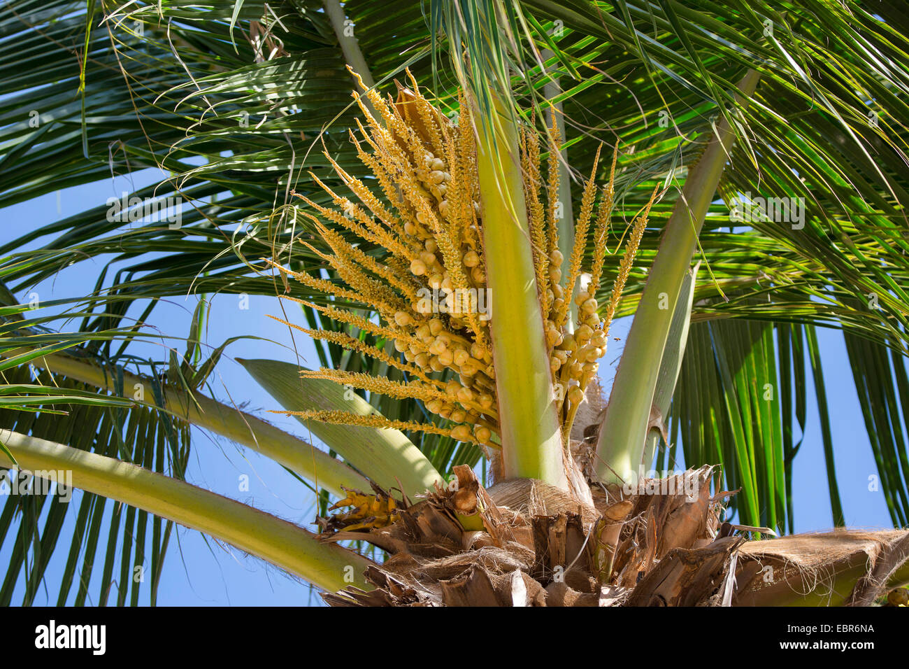 Kokospalme (Cocos Nucifera), Blütenstand, Costa Rica, Pazifikkueste Stockfoto