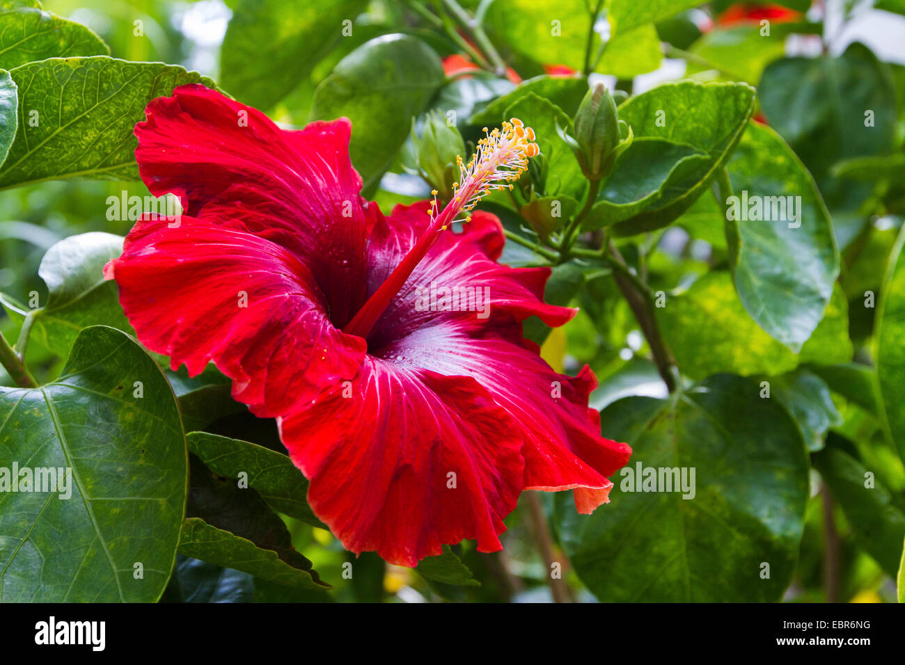 Chinesischen Hibiskus (Hibiscus Rosa-Sinensis), Blume Stockfoto