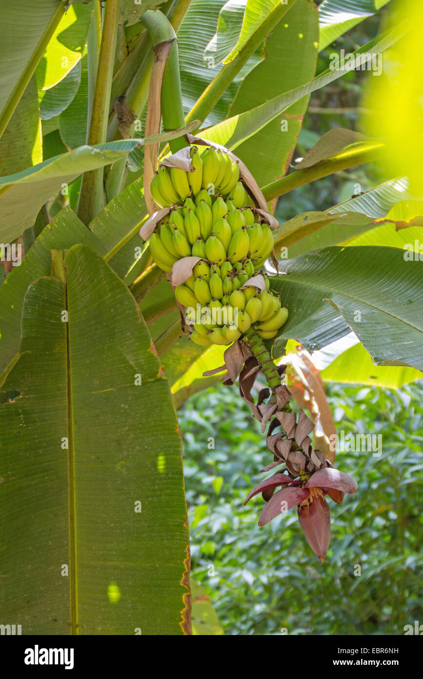 gemeinsamen Bananen (Musa spec.), Fruchtstand, Costa Rica, Carara Nationalpark Stockfoto