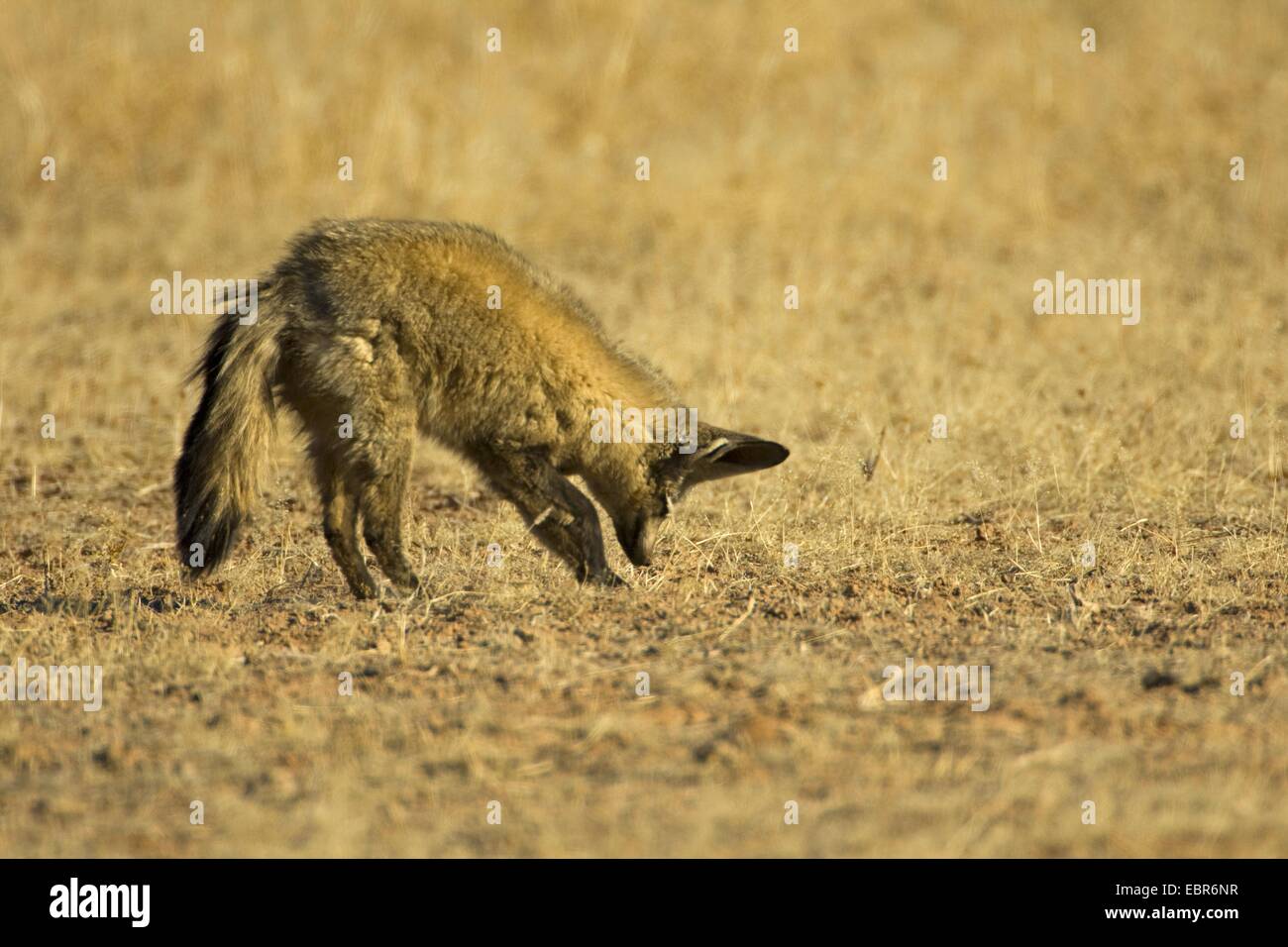 Hieb-eared Fuchs (Otocyon Megalotis), Nahrungssuche, Northern Cape, Südafrika, Kgalagadi Transfrontier National Park Stockfoto