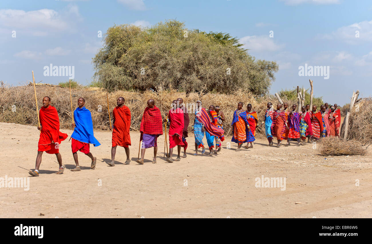 Massai-Volk auf seinem Weg aus dem Dorf zum Tanzen und singen, Kenia, Amboseli-Nationalpark Stockfoto