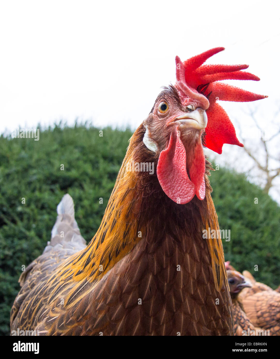 Hausgeflügel (Gallus Gallus F. Domestica), Portrait einer Henne, Deutschland Stockfoto