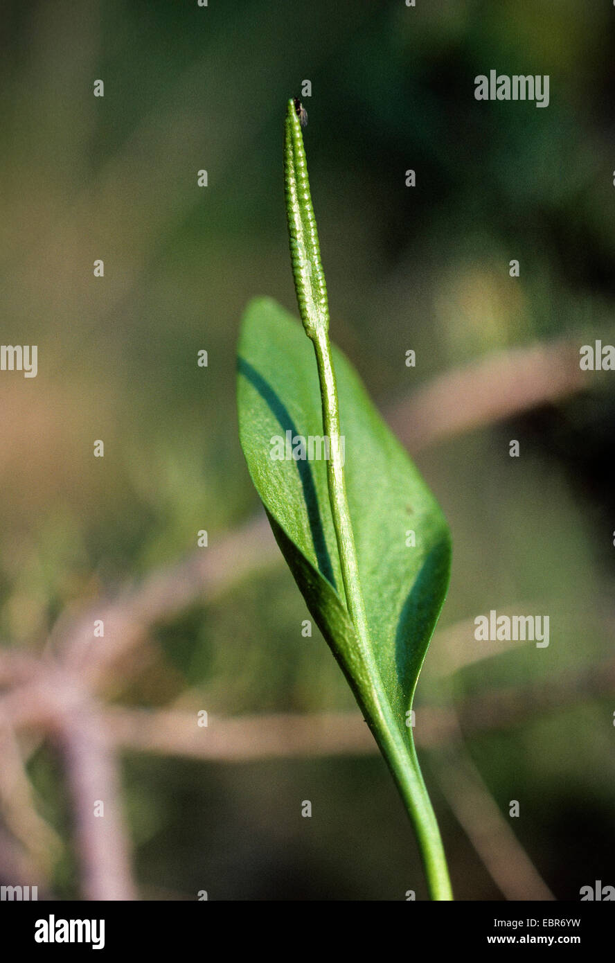 Kreuzotter-Zunge Farn, englische Addierer Zunge (Ophioglossum Vulgatum), Deutschland Stockfoto