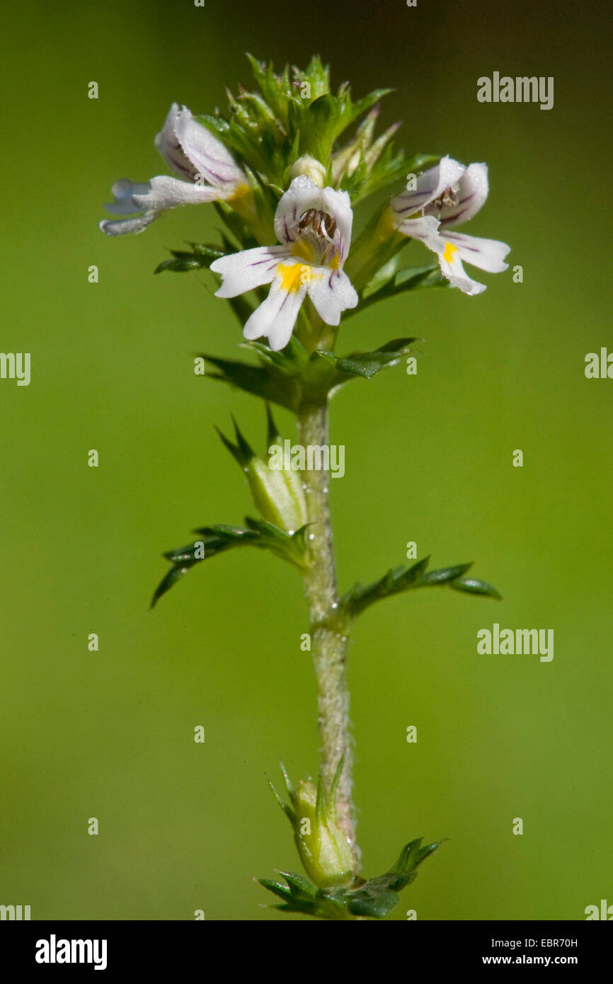 gemeinsamen Augentrost (Euphrasia Nemorosa), Blütenstand, Deutschland Stockfoto