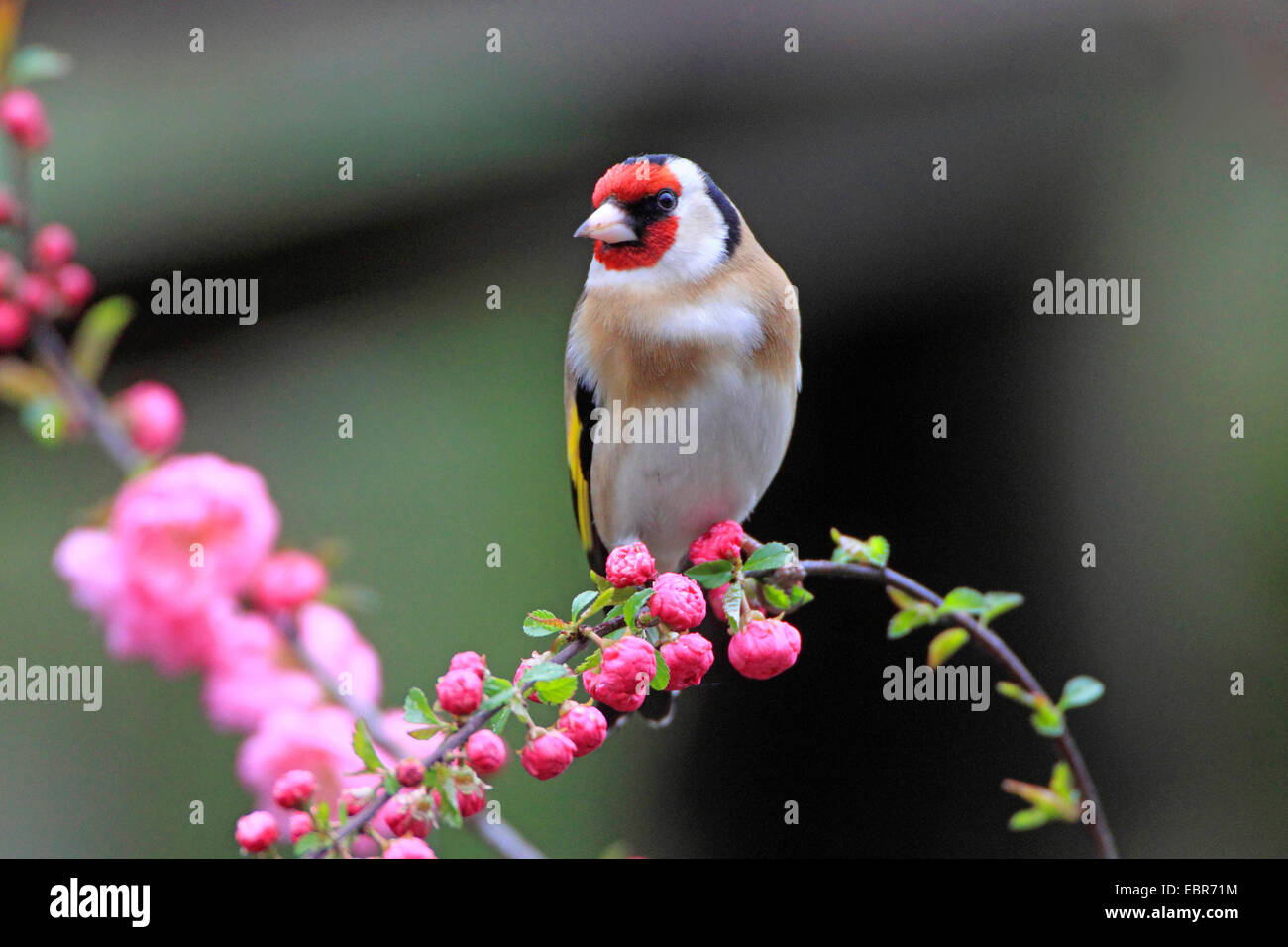 Eurasische Stieglitz (Zuchtjahr Zuchtjahr), sitzt auf einem blühenden Zweig, Deutschland Stockfoto