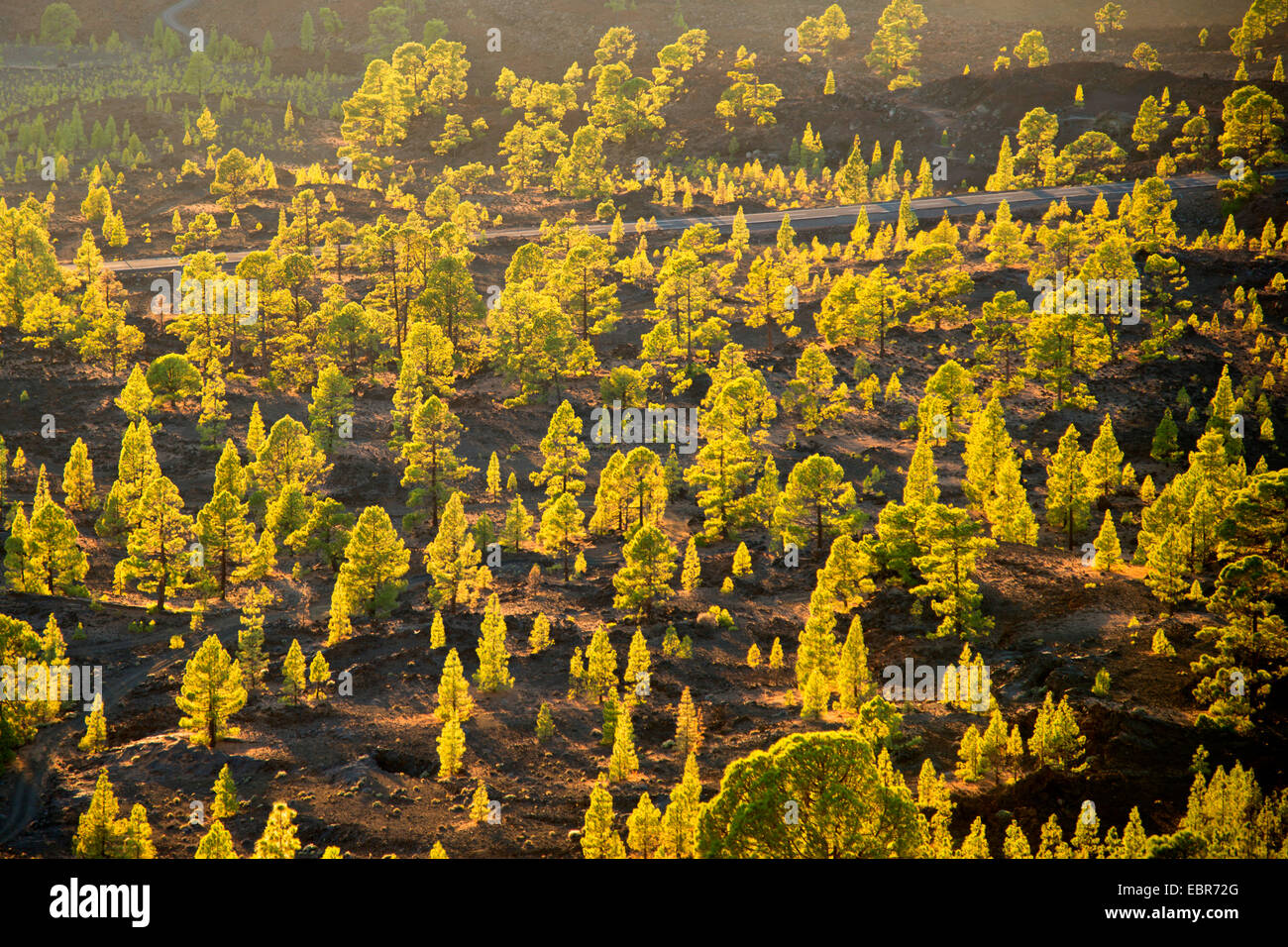 Kanarische Kiefer (Pinus Canariensis), kanarischen Kiefern, bei Gegenlicht in den Bergen von Teneriffa am Mirador de Chio, Kanaren, Teneriffa, Teide-Nationalpark Stockfoto