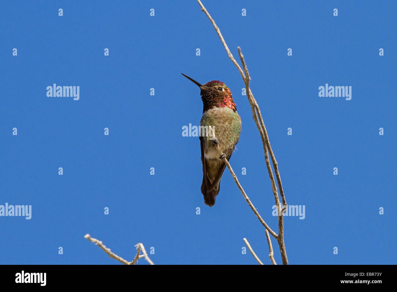 Annas Kolibri (Calypte Anna), männliche auf Lookout, USA, Arizona, Phoenix Stockfoto