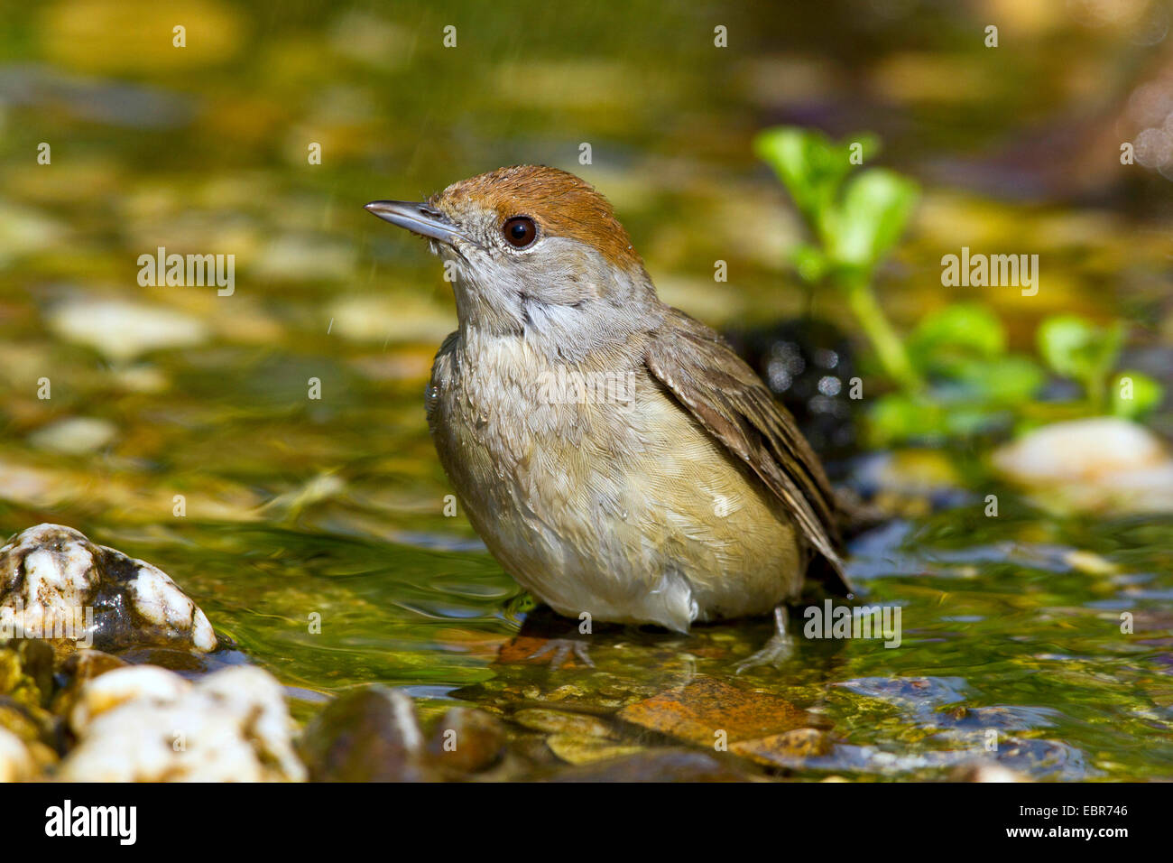 Mönchsgrasmücke (Sylvia Atricapilla), weibliche Baden in einer Bucht, Deutschland Stockfoto