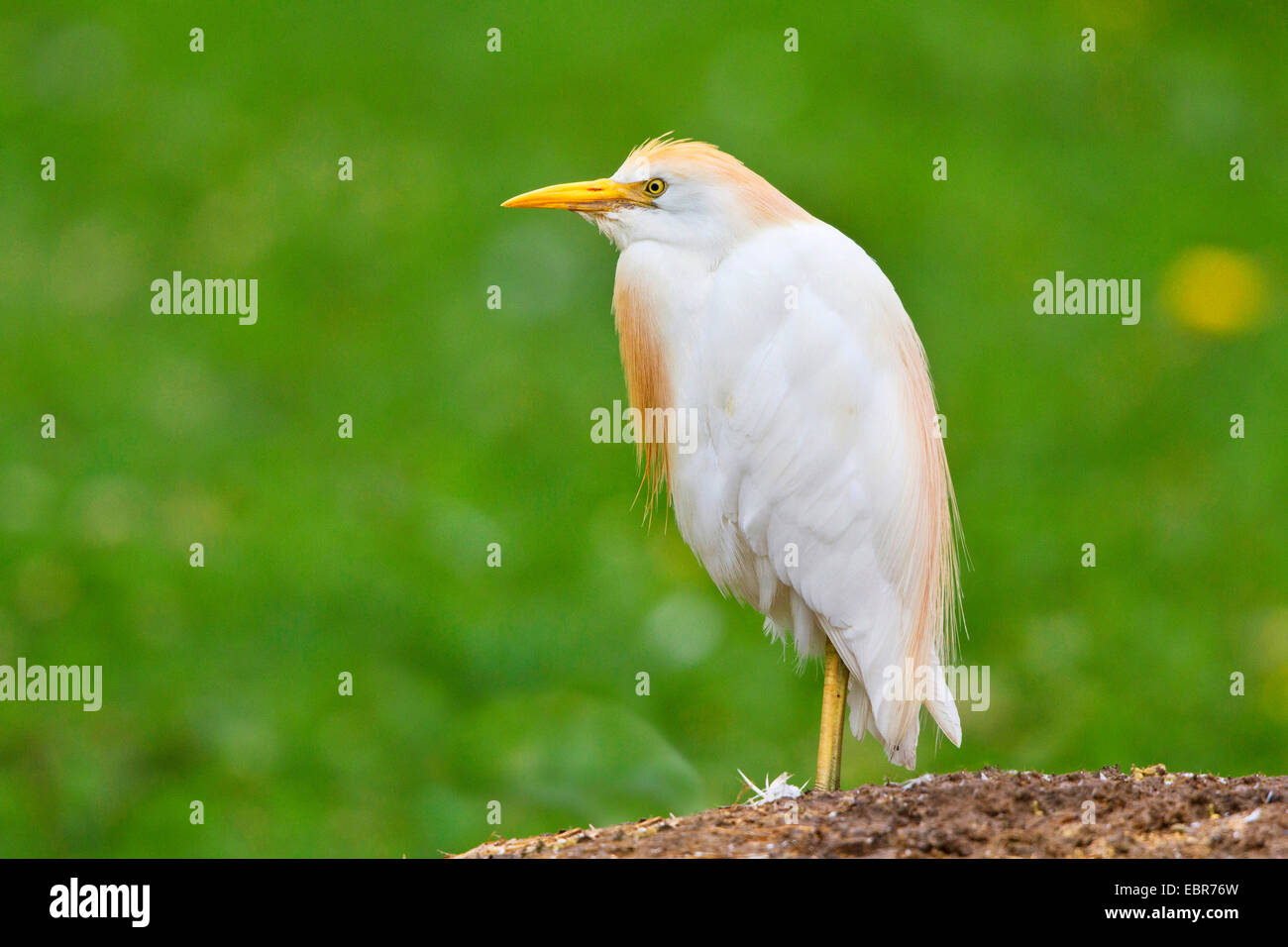 Kuhreiher, Buff-backed Reiher (Ardeola Ibis, Bubulcus Ibis), auf einem Hügel Stockfoto