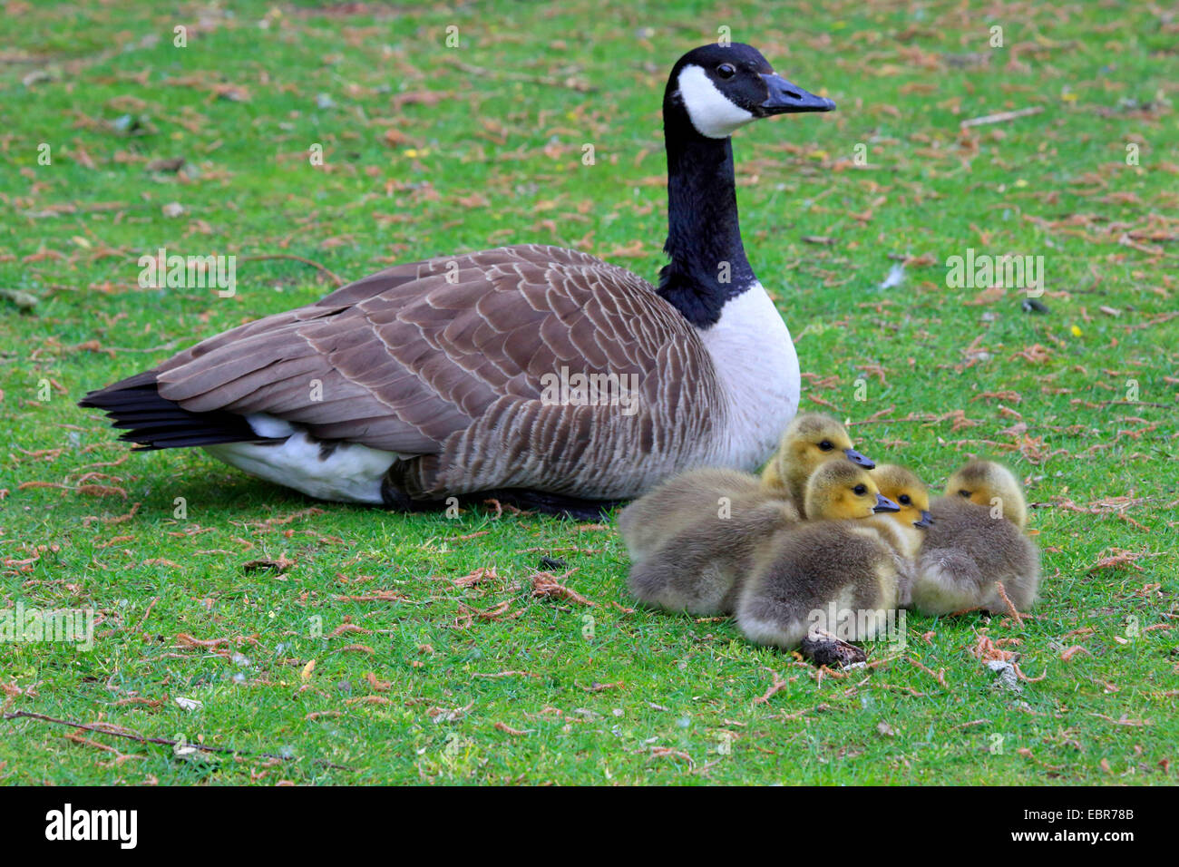 Kanadagans (Branta Canadensis), Erwachsene und Küken auf einer Wiese, Deutschland Stockfoto