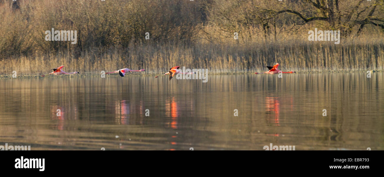 Rosaflamingo, American Flamingo Karibik Flamingo (Phoenicopterus Ruber Ruber), fliegende Truppe "schließen" über das Wasser der Chiemsee, Deutschland, Bayern, See Chiemsee Stockfoto