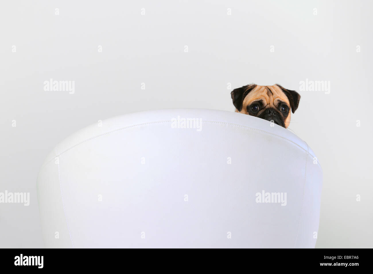 Mops (Canis Lupus F. Familiaris), mit Blick auf die Rückseite eines Sessels Stockfoto