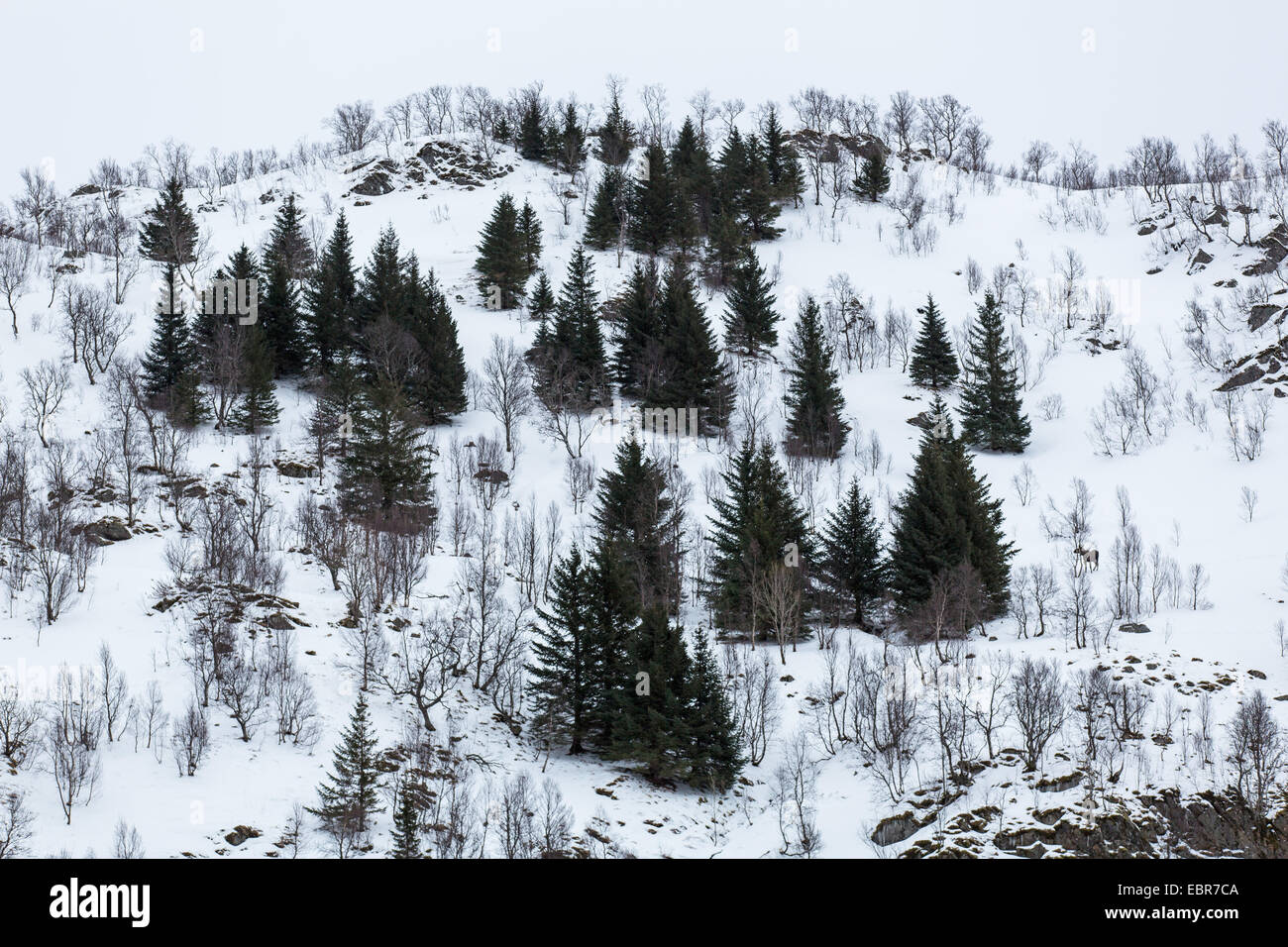 Elch, Europäischen Elch (Alces Alces Alces), Winter in den Fjell Norwegen, Nordland, Raftsund Stockfoto