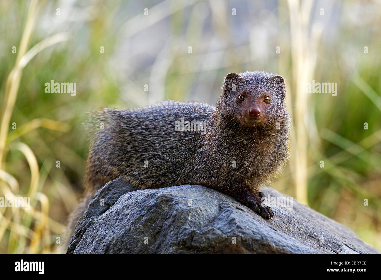 Indische grau Mungo, gemeinsame Grey Mongoose (Herpestes Edwardsii), ruht auf einem Stein, Indien, Ranthambhore Stockfoto