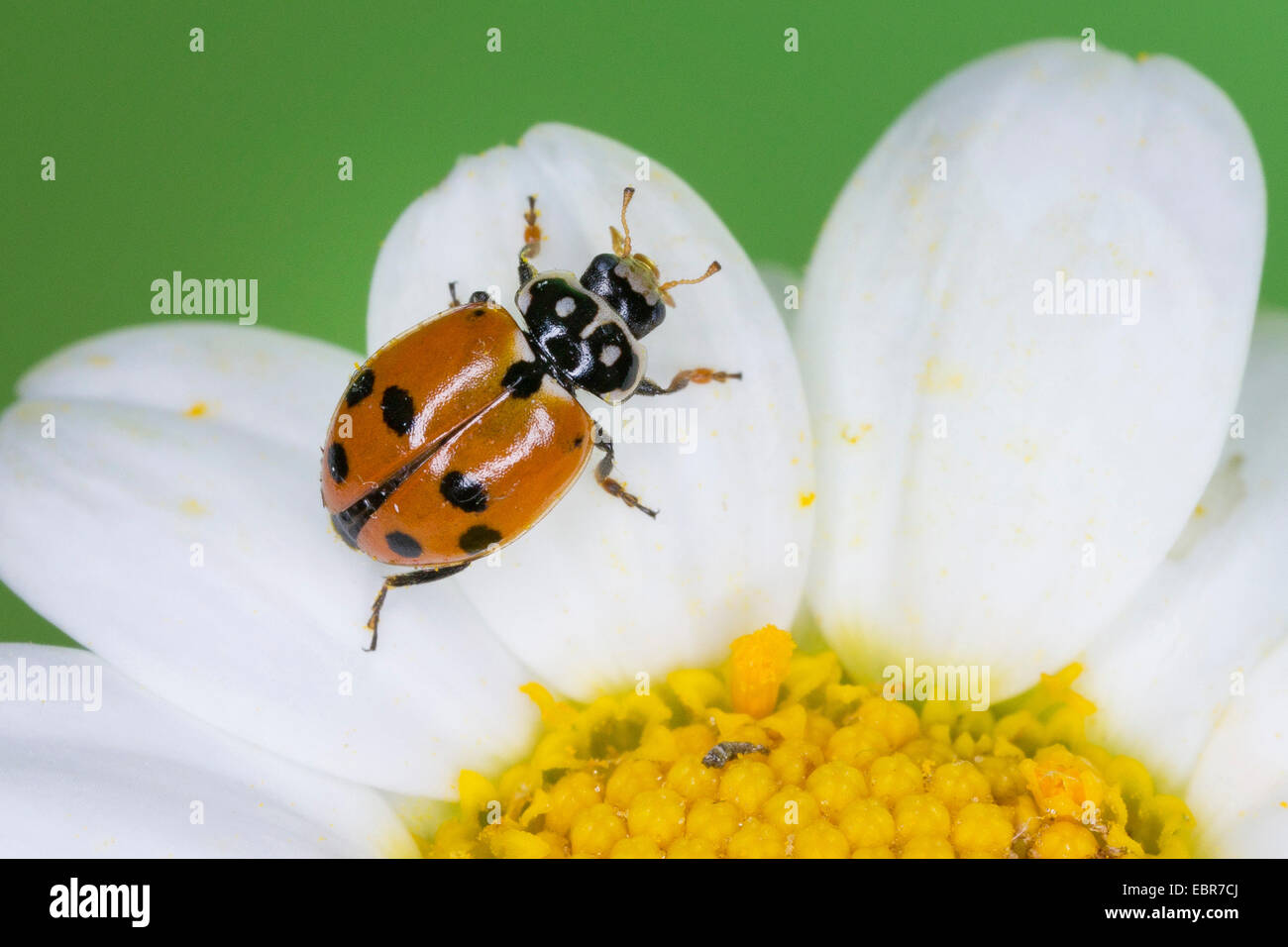 Bunte Lady Beetle, Adonis Marienkäfer entdeckt Amber Marienkäfer, weißes Halsband Marienkäfer, bunte Marienkäfer (Hippodamia Variegata, Coccinella Variegata, Adonia Variegata), sittin auf Daisy, Deutschland Stockfoto
