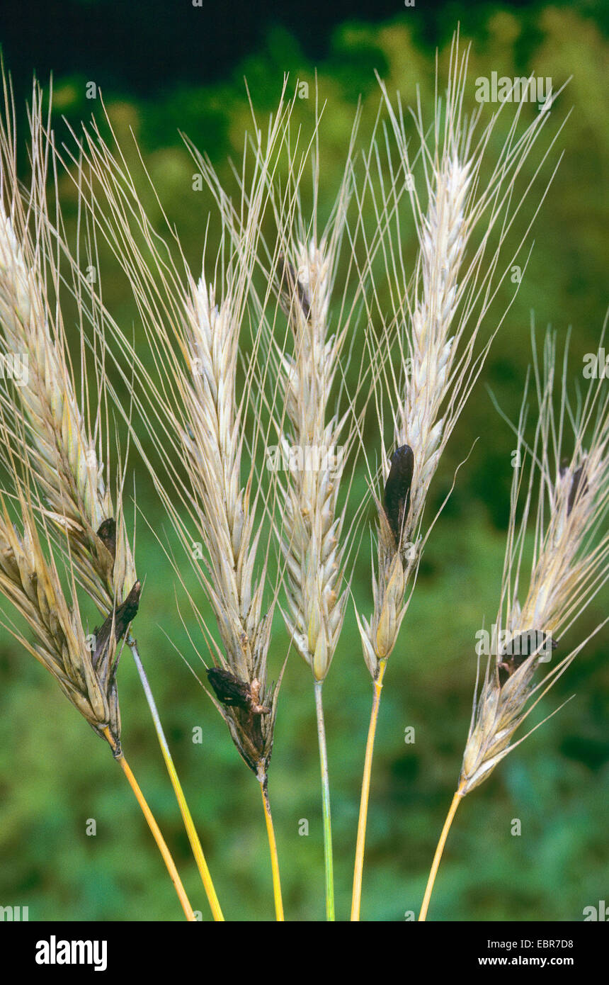 Mutterkorn, Mutterkorn-Pilz (Claviceps Purpurea, Secale Cornutum), Mutterkorn im Roggen, Deutschland Stockfoto