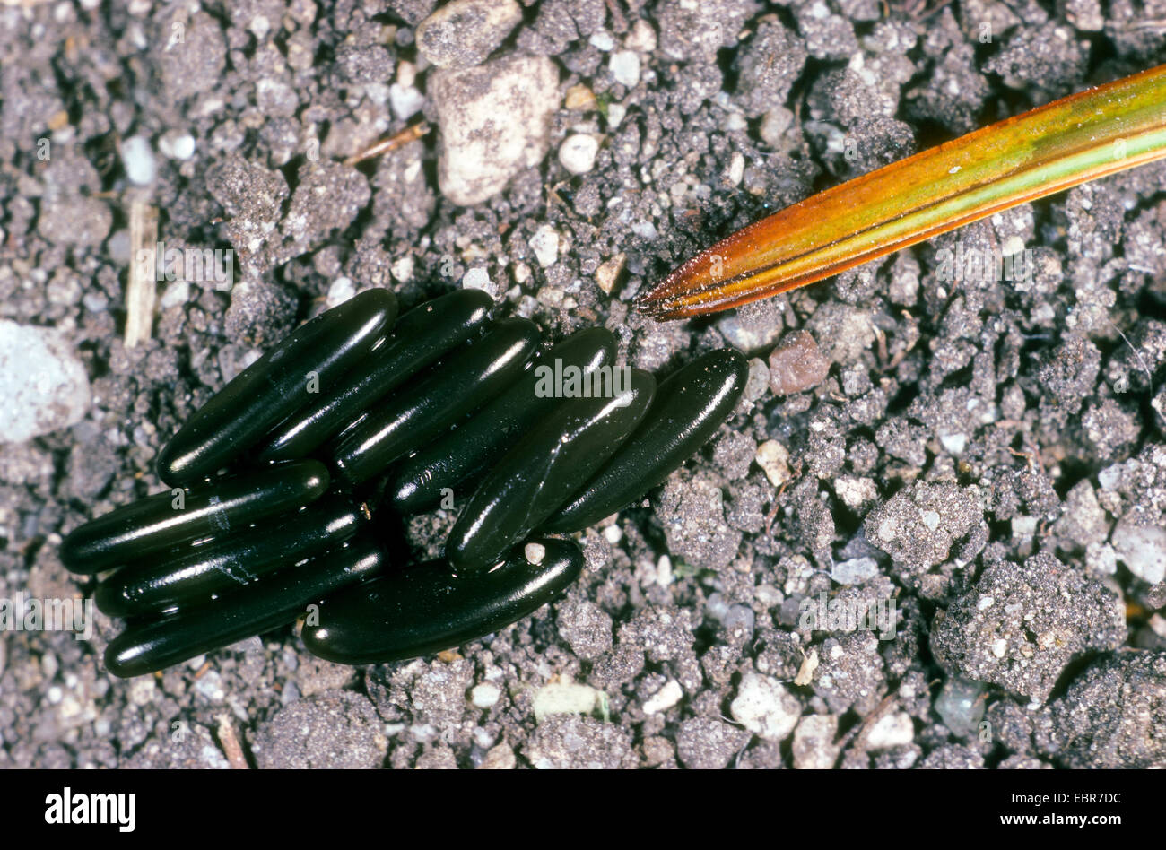 Was Ist Das F r Ein Tier Insekten Hilfestellung was-ist-das-f-r-ein-tier-insekten-hilfestellung
