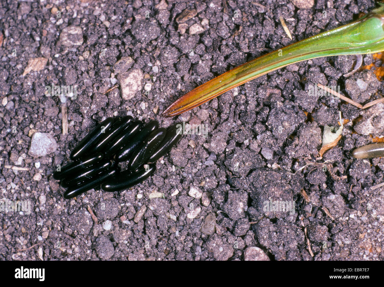 große grüne Bushcricket (Tettigonia Viridissima), Eiern mit Legebohrer des Weibchens, Deutschland Stockfoto