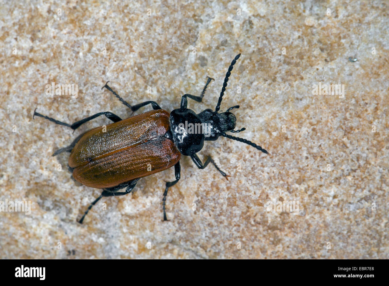 Kamm-krallte Käfer, krallte Kamm Käfer (Omophlus Lepturoides, Odontomophlus Lepturoides), auf einem Stein, Deutschland Stockfoto