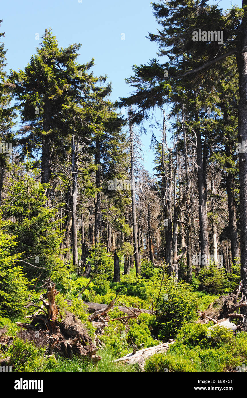 typische Harzer Bergwald mit Gras- und toter Baum nach Sturm. Stockfoto