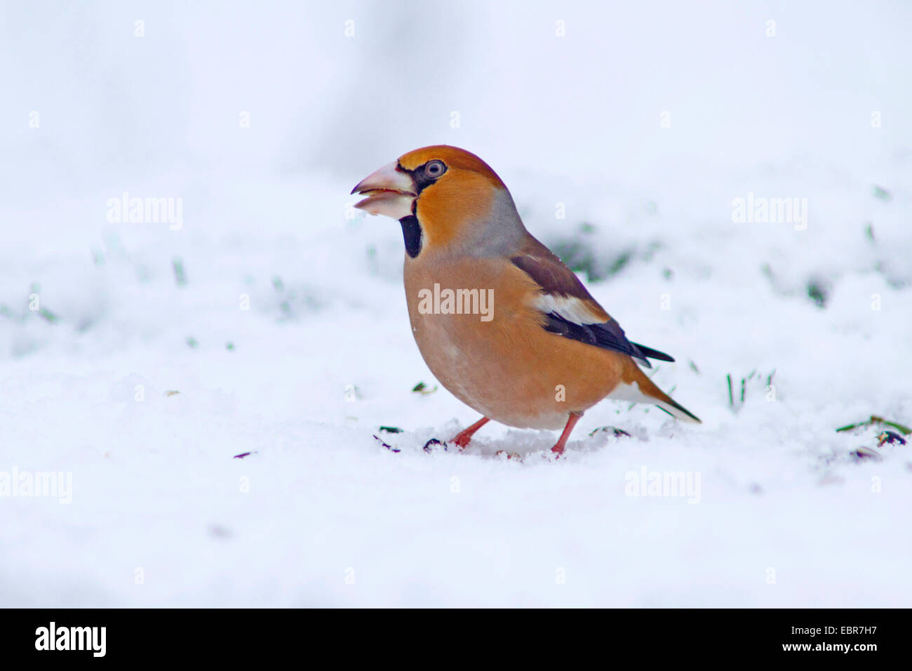Kernbeißer (Coccothraustes Coccothraustes), männliche bei Fütterung Website im Winter mit Samen in die Rechnung, Deutschland Stockfoto