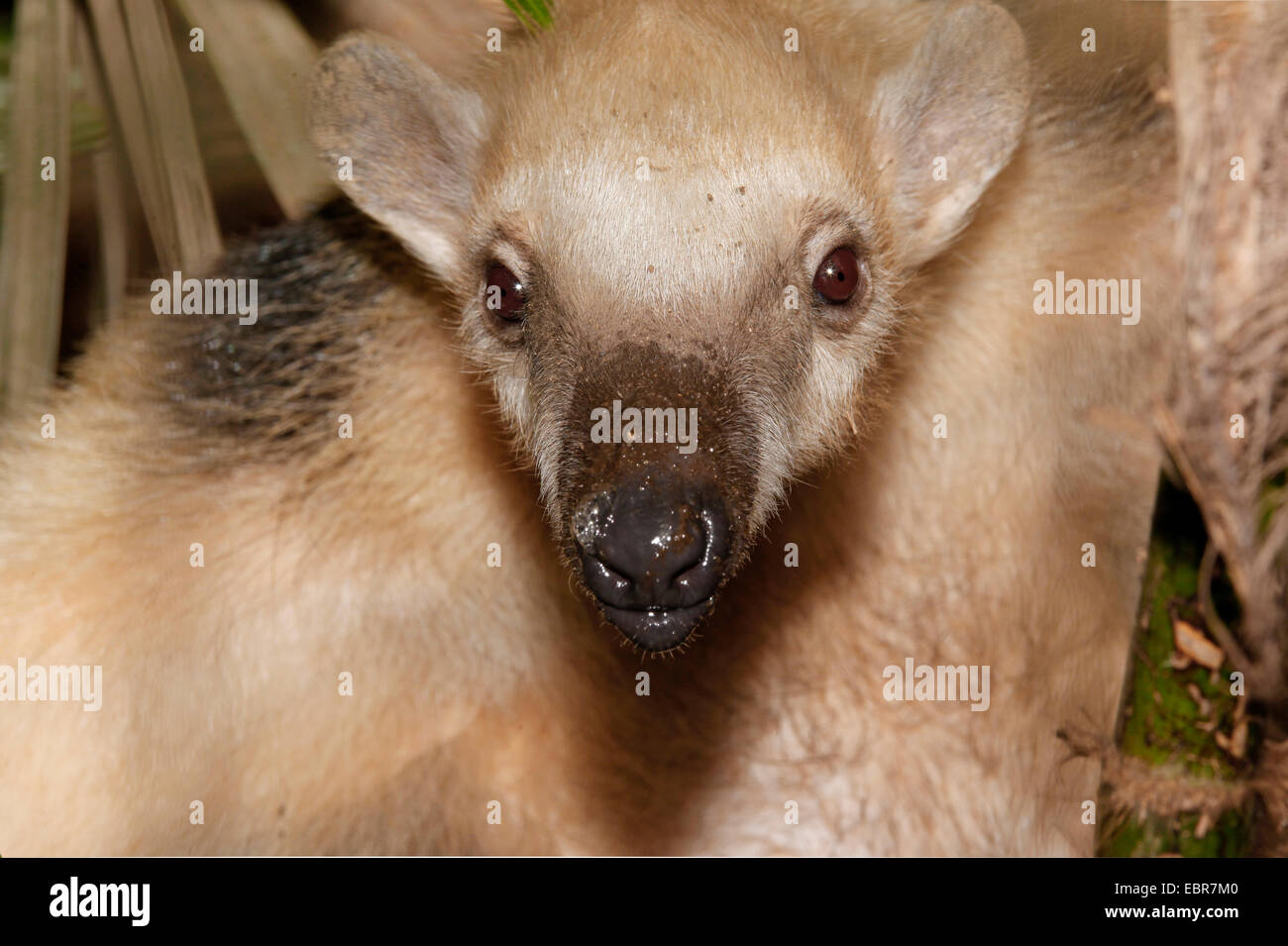 Südlichen Tamandua oder Kragen Ameisenbär (Tamandua Tetradactyla) Close Up Stockfoto