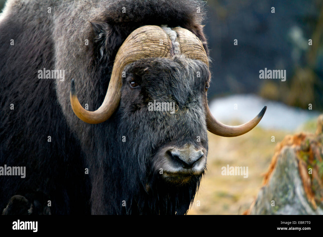 Moschusochsen (Ovibos Moschatus), Porträt, Schweden, Nationalpark Hamra Stockfoto