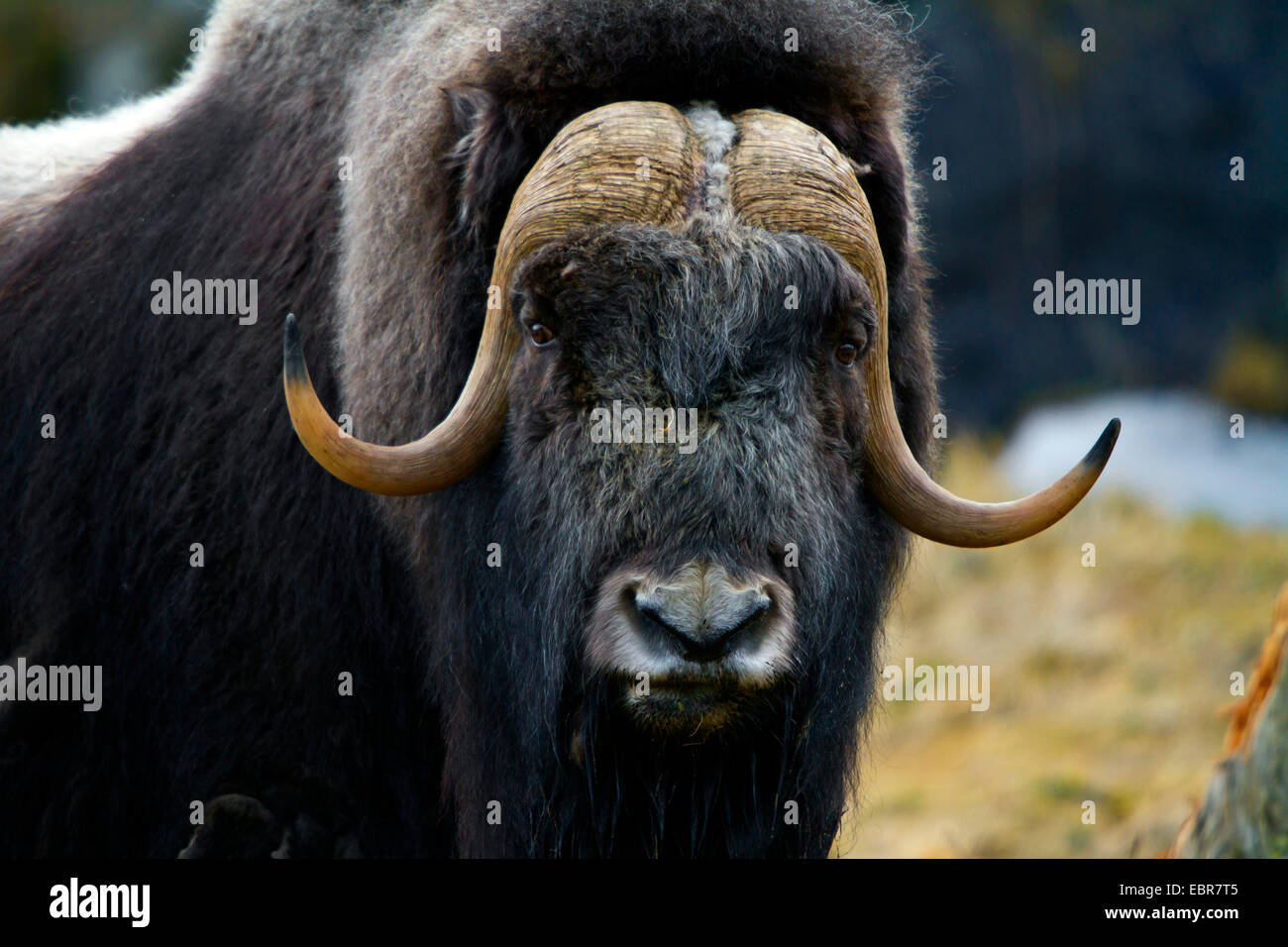 Moschusochsen (Ovibos Moschatus), Porträt, Schweden, Nationalpark Hamra Stockfoto