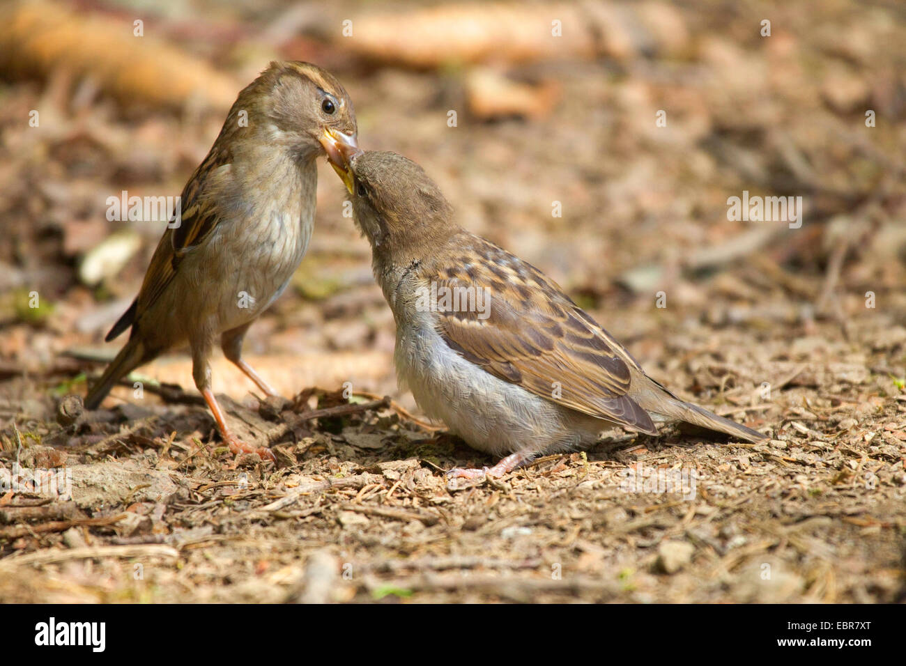 Haussperling (Passer Domesticus), Sparrow Fütterung Jungvogel auf dem Boden, Deutschland, Nordrhein-Westfalen Stockfoto
