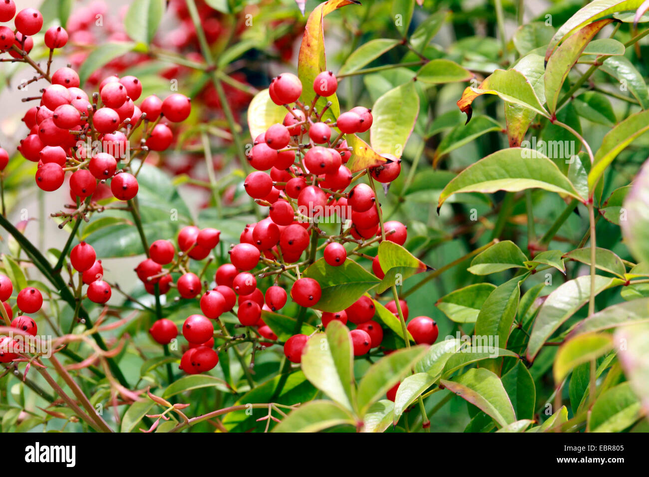 Nandina domestica Heiliger Bambus  rote, lanzfrmige Bltter mit  hellgrnem mittelbalken, Oktober, England, Grobritannien Stockfotografie -  Alamy