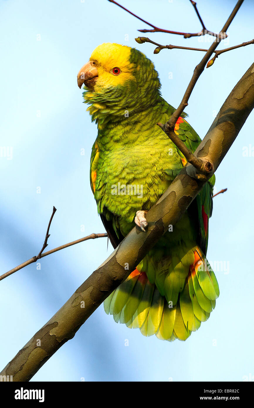 unter der Leitung von gelb Amazon (Amazona Oratrix), wilde gelb-vorangegangene Amazon, Deutschland, Baden-Württemberg, Stuttgart Stockfoto