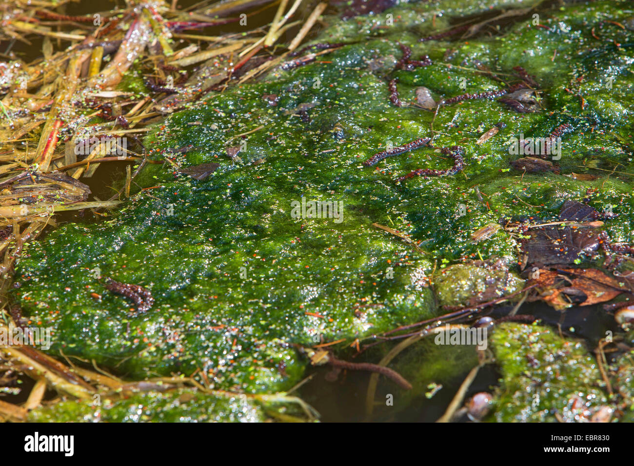 Spirogyra spec Fotos und Bildmaterial in hoher Auflösung Alamy