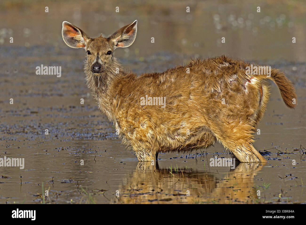 Sambar-Rotwild, Sambar (Rusa unicolor, Cervus unicolor), Sambar Fawn im flachen Wasser, Indien, Ranthambhore Stockfoto