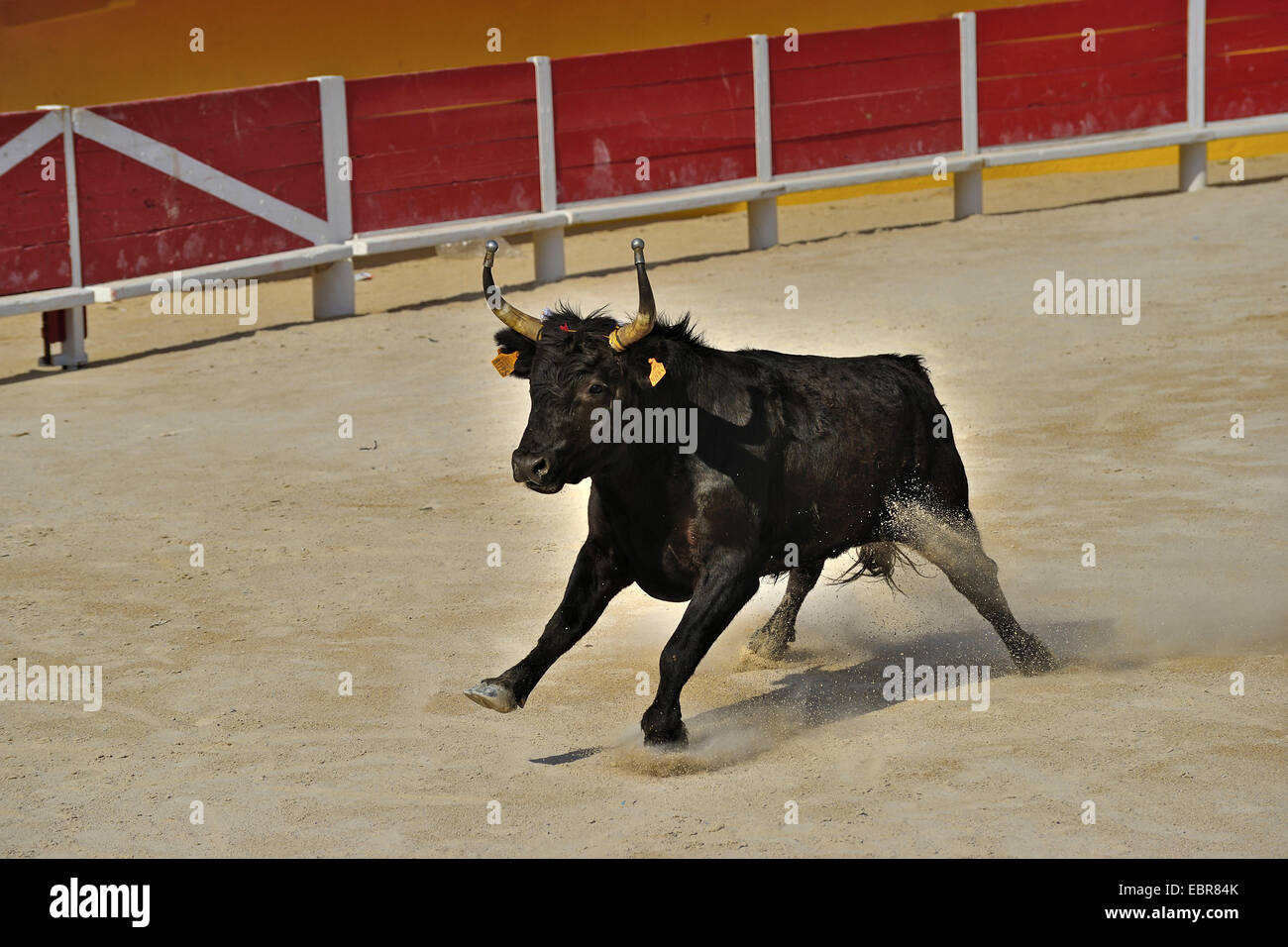 Hausrind (Bos Primigenius F. Taurus), wütenden Stier in einem Bull-Kampf-Arena, Frankreich Stockfoto