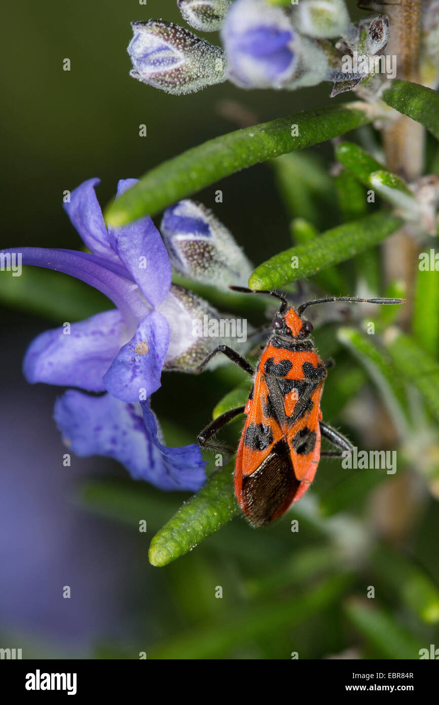 Feuer-Bug (Corizus Hyoscyami), auf Rosmarin, Deutschland Stockfoto