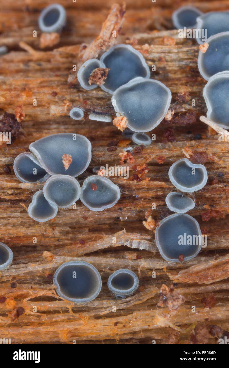 Disco Schlauchpilz (Mollisia spec, Belonopsis spec.), saprophytischen auf abgestorbenem Holz, Deutschland Stockfoto