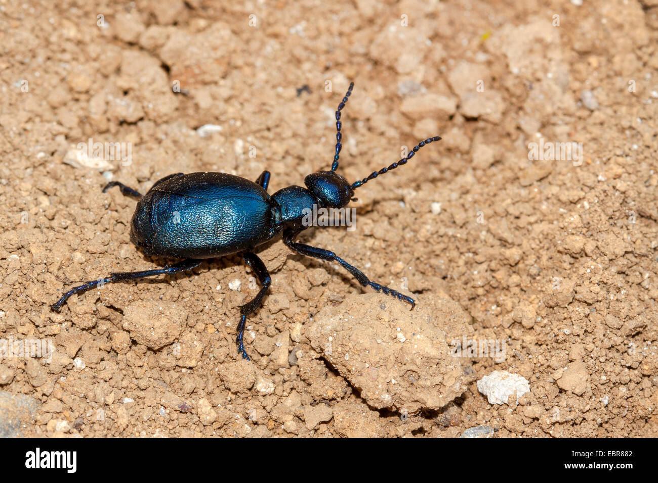 Öl-Käfer, schwarzes Öl Käfer (Meloe proscarabaeus), auf dem Boden Stockfoto