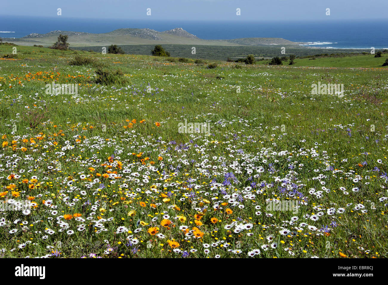 Blumenwiese an der Atlantikküste in der West Coast Nationalpark, Südafrika, Western Cape, West Coast Nationalpark Stockfoto