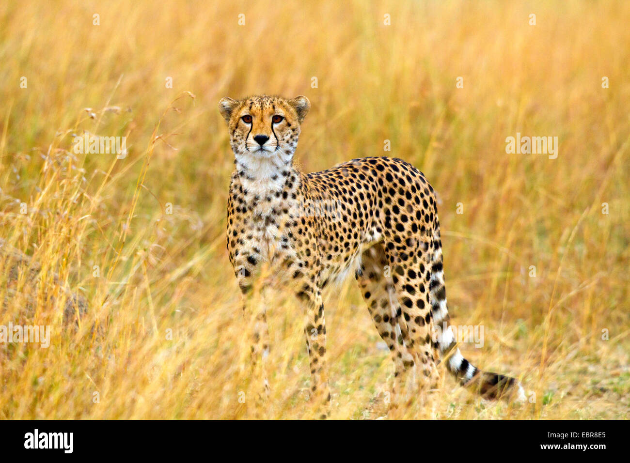 Gepard (Acinonyx Jubatus), in der Savanne stehen und blickte in Richtung Kamera, Kenia, Masai Mara Nationalpark Stockfoto