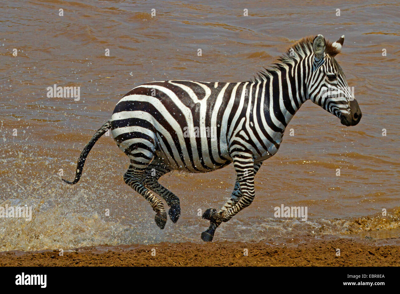 Böhm Zebra, Grant-Zebra (Equus Quagga Boehmi, Equus Quagga Granti), Galopp aus der Lake Nakuru, Kenia, Masai Mara Nationalpark Stockfoto