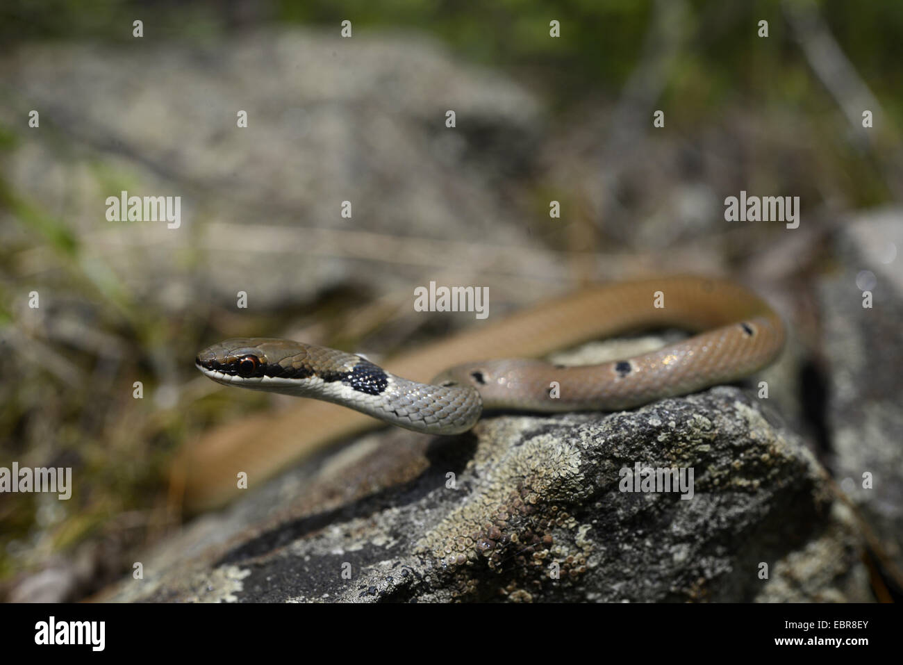 Rotflügel Zwerg Racer, Rote Peitsche Schlange (Platyceps Collaris, Coluber Rubriceps), Wicklung über Steinen, Bulgarien, Biosphaerenreservat Ropotamo Stockfoto