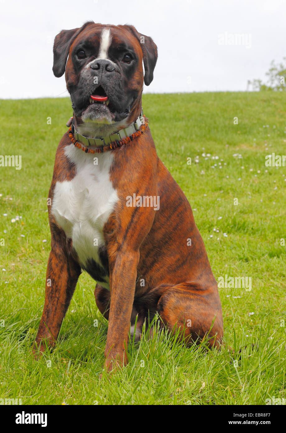 Deutscher Boxer (Canis Lupus F. Familiaris), zwei Jahre alte deutsche Boxer  sitzt auf einer Wiese, Deutschland Stockfotografie - Alamy