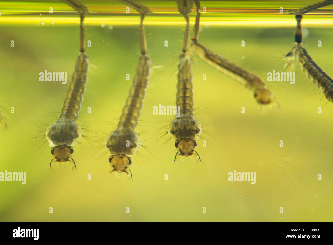 Mücken, Stechmücken (Culicidae), Filtern von Larven unterhalb der Wasseroberfläche, Deutschland Stockfoto