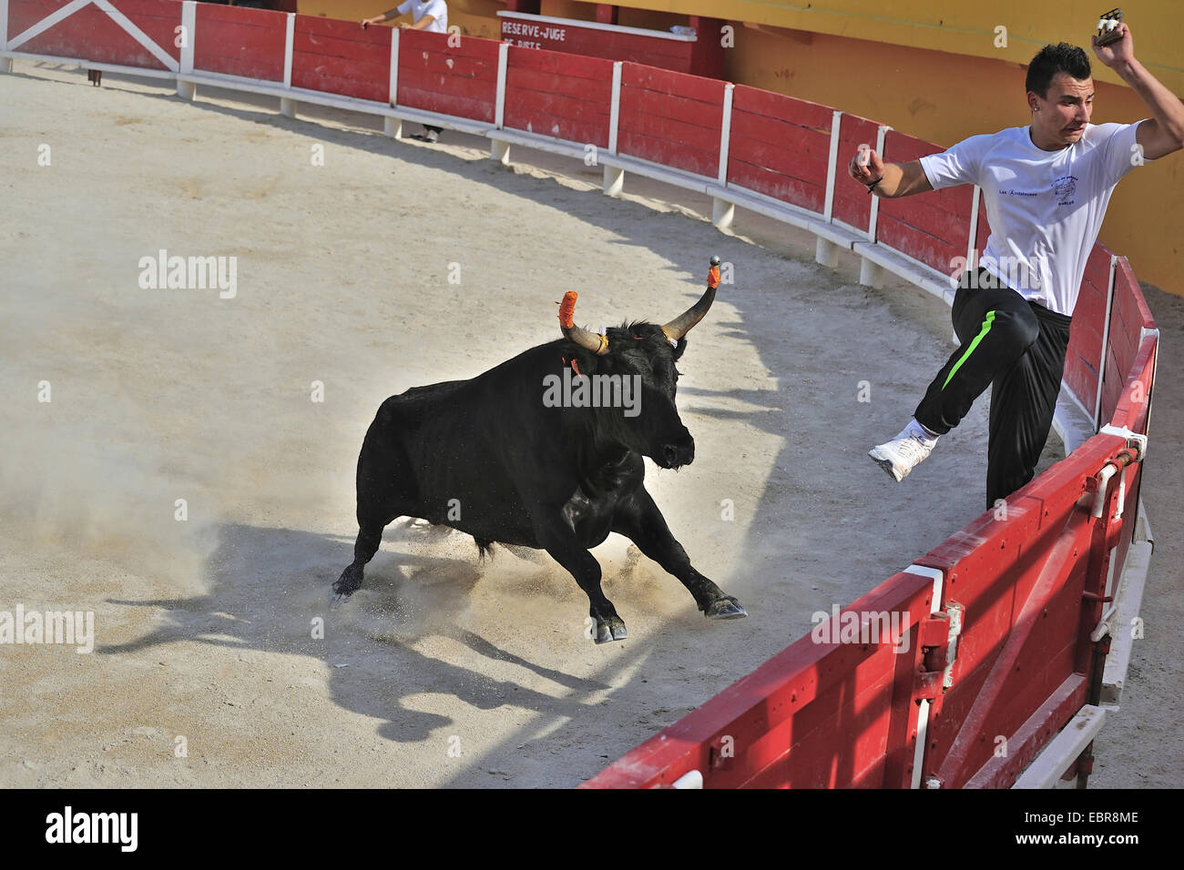 Hausrind (Bos Primigenius F. Taurus), Stierkampf Ausbildung, Stier jagt den Torero aus der Arena, Frankreich Stockfoto