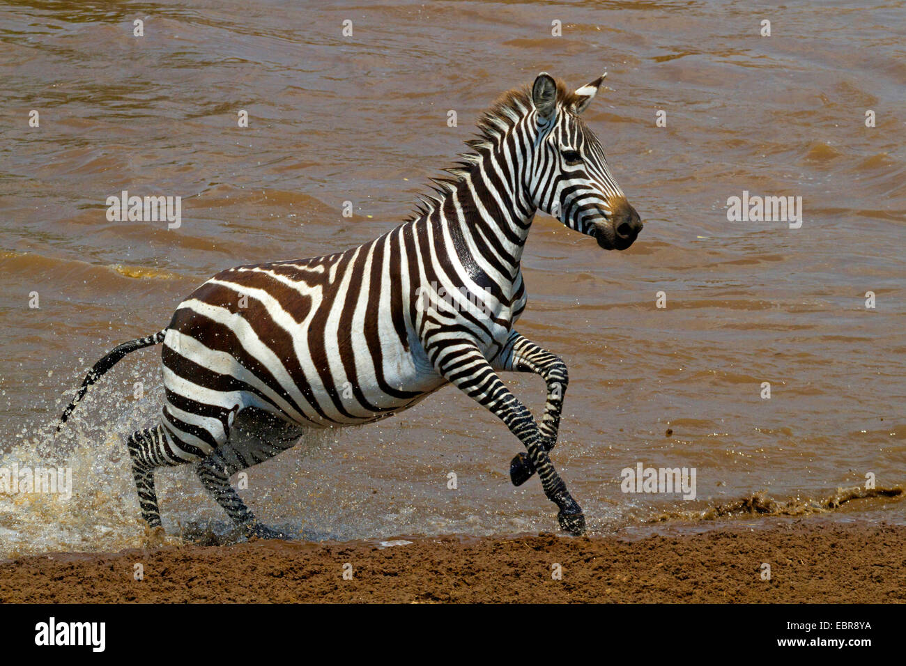 Böhm Zebra, Grant Zebra (Equus Quagga Boehmi, Equus Quagga Granti), überqueren den Lake Nakuru, Kenia, Masai Mara Nationalpark Stockfoto