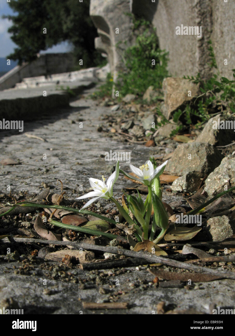 White Star of Bethlehem (Ornithogalum Collinum), auf der Treppe der Theater von Epidauros, Griechenland, Peloponnes, Epidauros Stockfoto