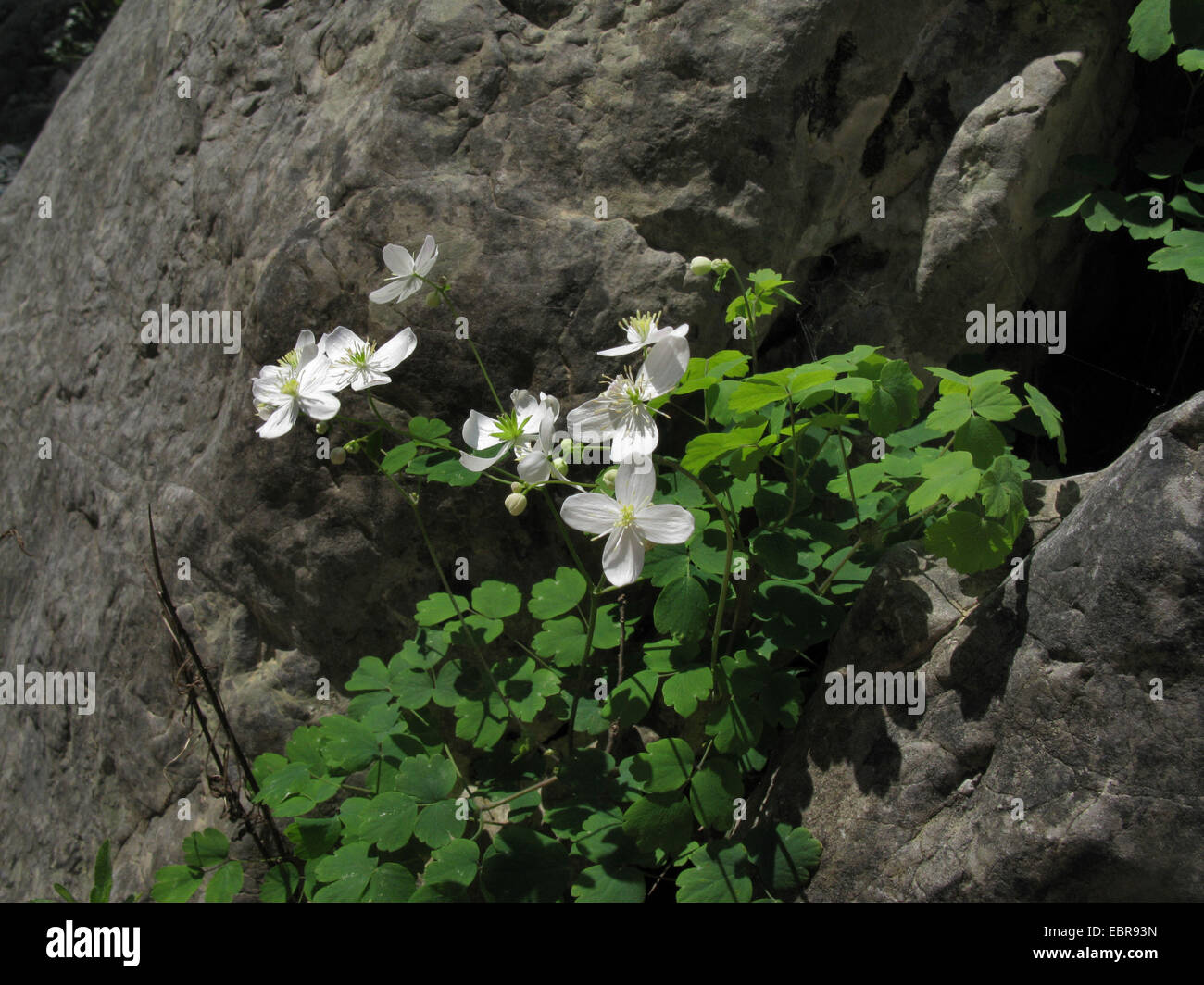 Meadow Rue (Thalictrum Orientale) blüht, Griechenland, Peloponnes Stockfoto