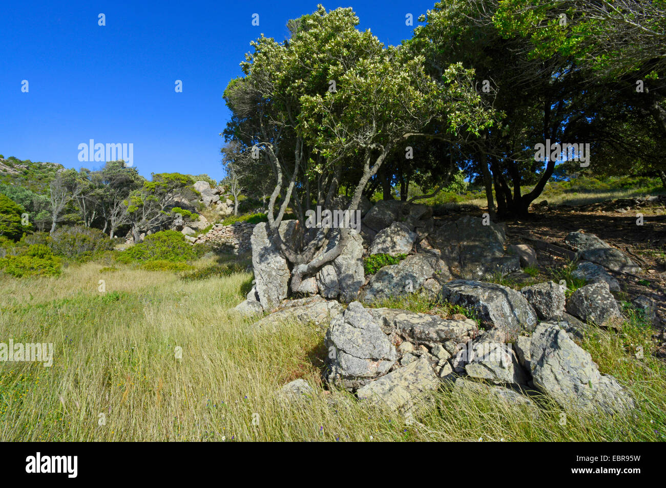 Tyrrhenische Mauereidechse (Podarcis Tiliguerta), Landschaft, Frankreich, Corsica Stockfoto