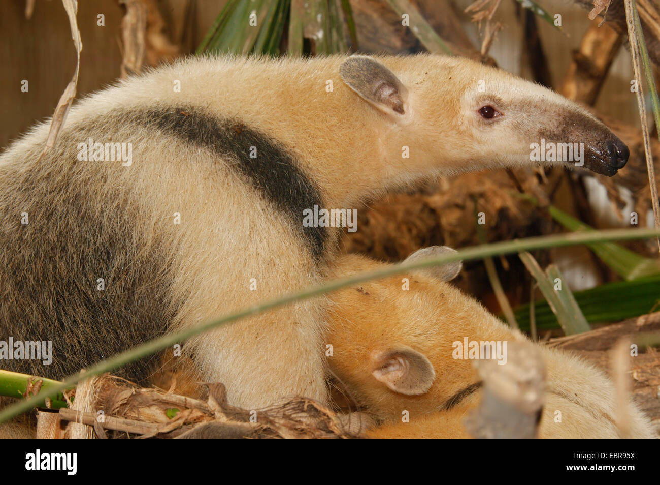 Südlichen Tamandua oder Kragen Ameisenbär (Tamandua Tetradactyla) Stockfoto